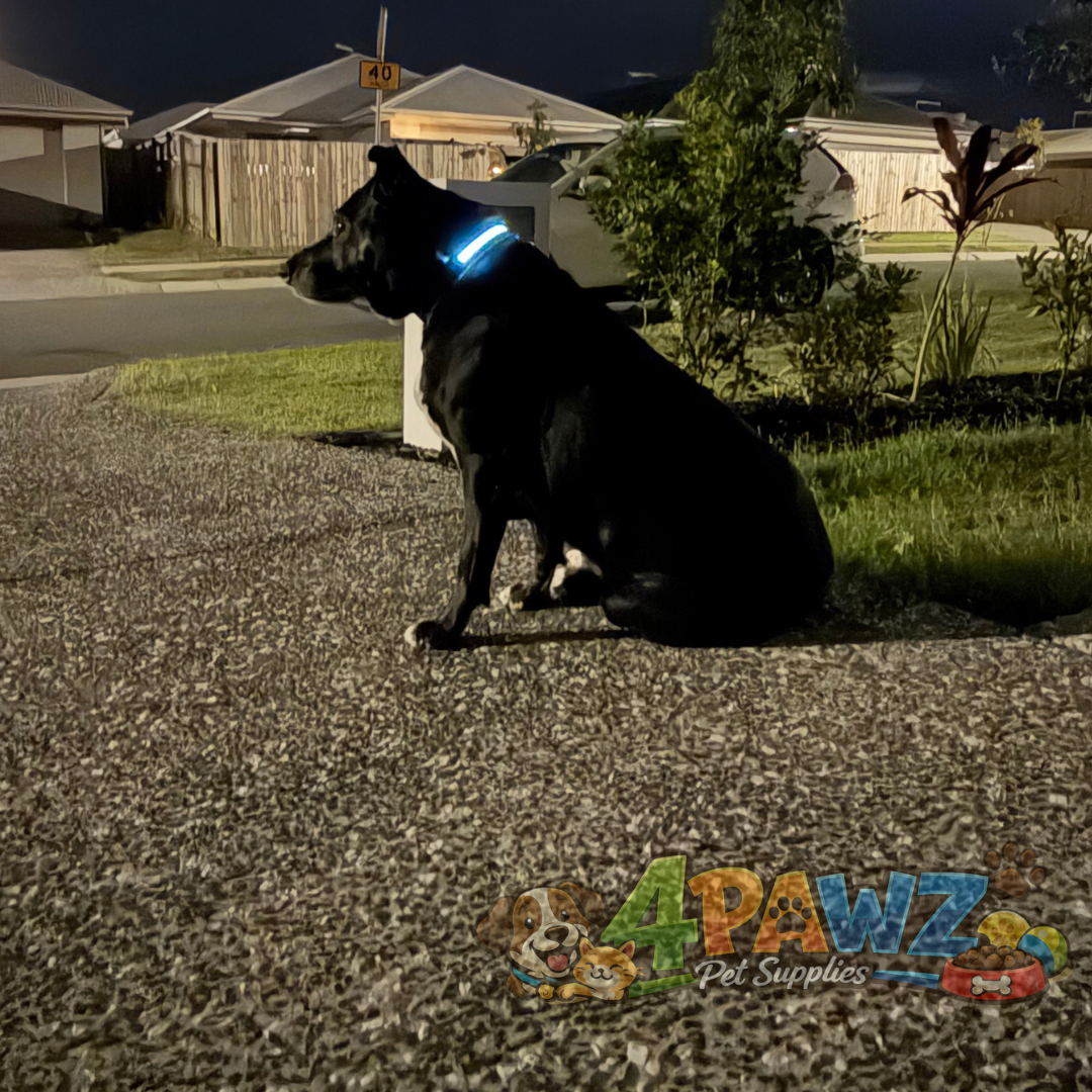 4PAWZ LED Dog Collar - Rechargeable Safety Collar for Night Walks & Travel