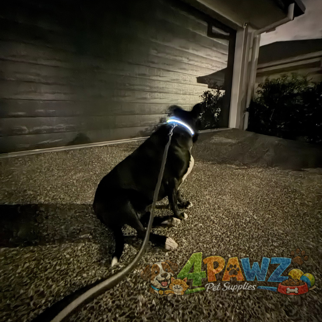 4PAWZ LED Dog Collar - Rechargeable Safety Collar for Night Walks & Travel