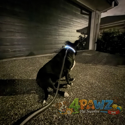 4PAWZ LED Dog Collar - Rechargeable Safety Collar for Night Walks & Travel
