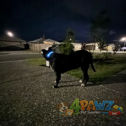4PAWZ LED Dog Collar - Rechargeable Safety Collar for Night Walks & Travel